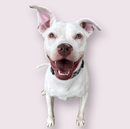 picture of the dog needing adoption