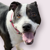adoptable Dog in  named SAVANNAH