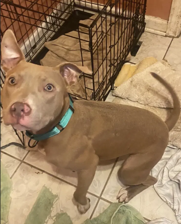 Fendi - Pitbull Terrier Mix
