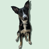 adoptable Dog in  named MEL