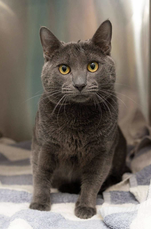 picture of the cat needing adoption