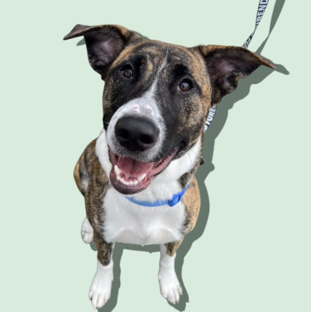 adoptable Dog in Rockville, MD named IRIS