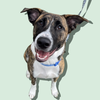 adoptable Dog in  named IRIS