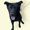 adoptable Dog in  named RADAR