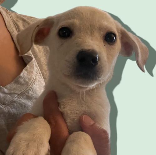 picture of the dog needing adoption