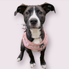 adoptable Dog in  named PEPPER