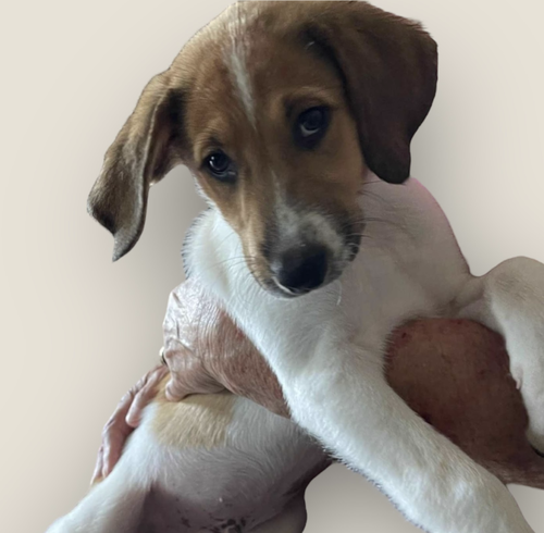 picture of the dog needing adoption