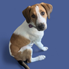 adoptable Dog in  named HENRY