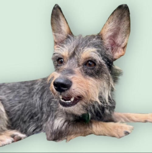 picture of the dog needing adoption