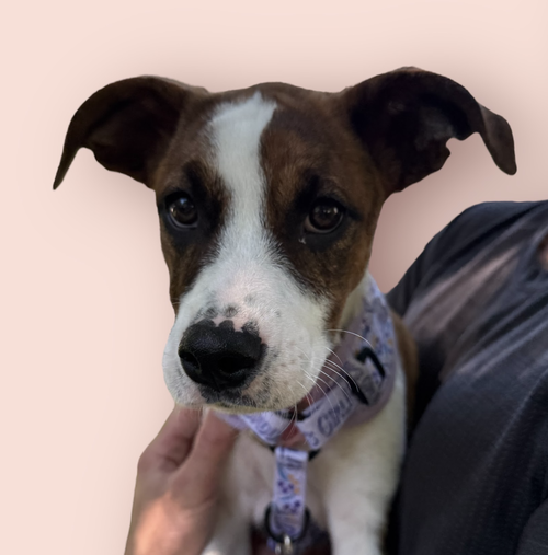 picture of the dog needing adoption