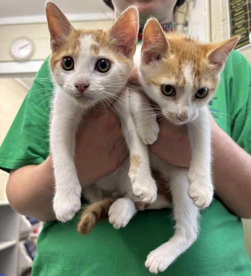 CARROT - Domestic Short Hair available for adoption