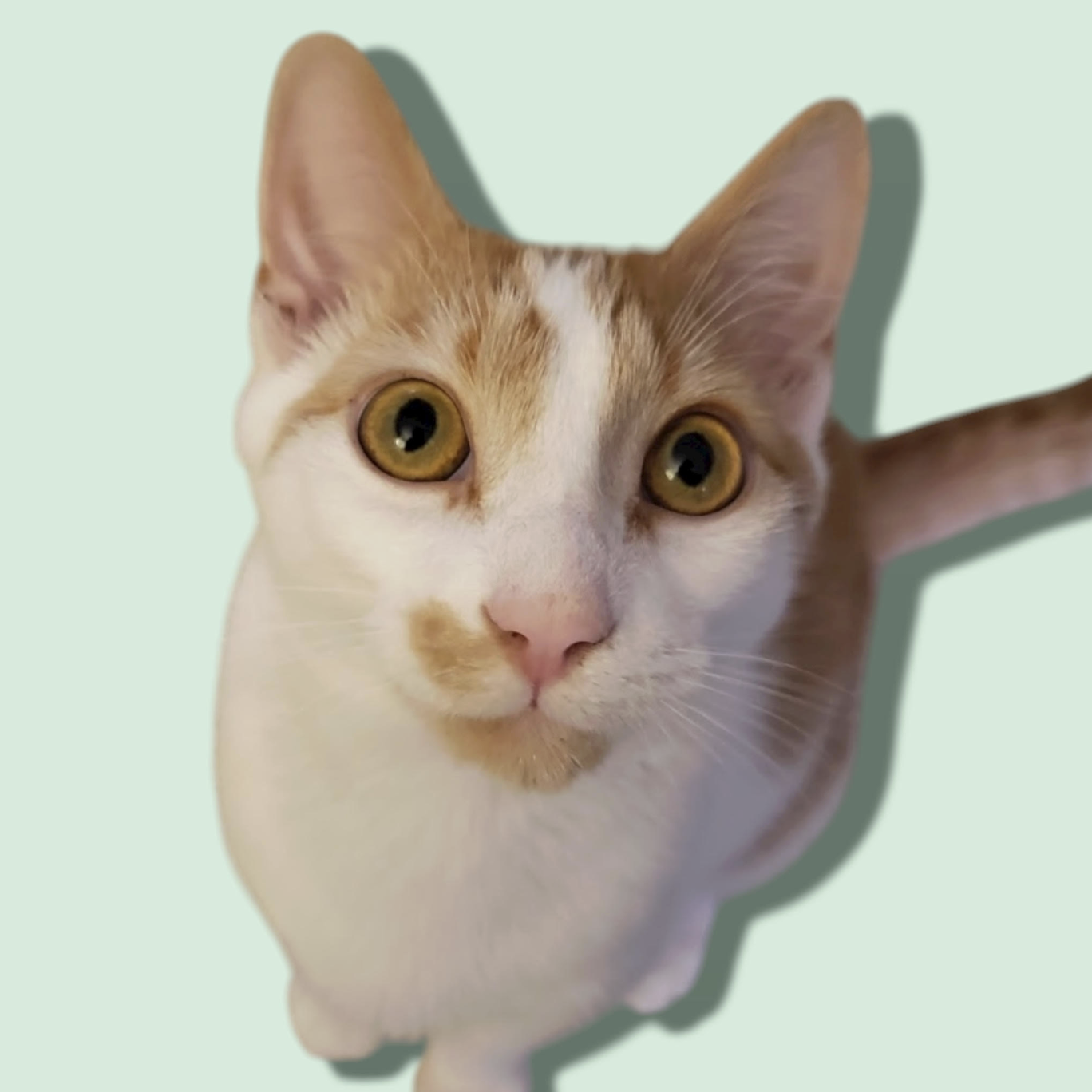CARROT Image
