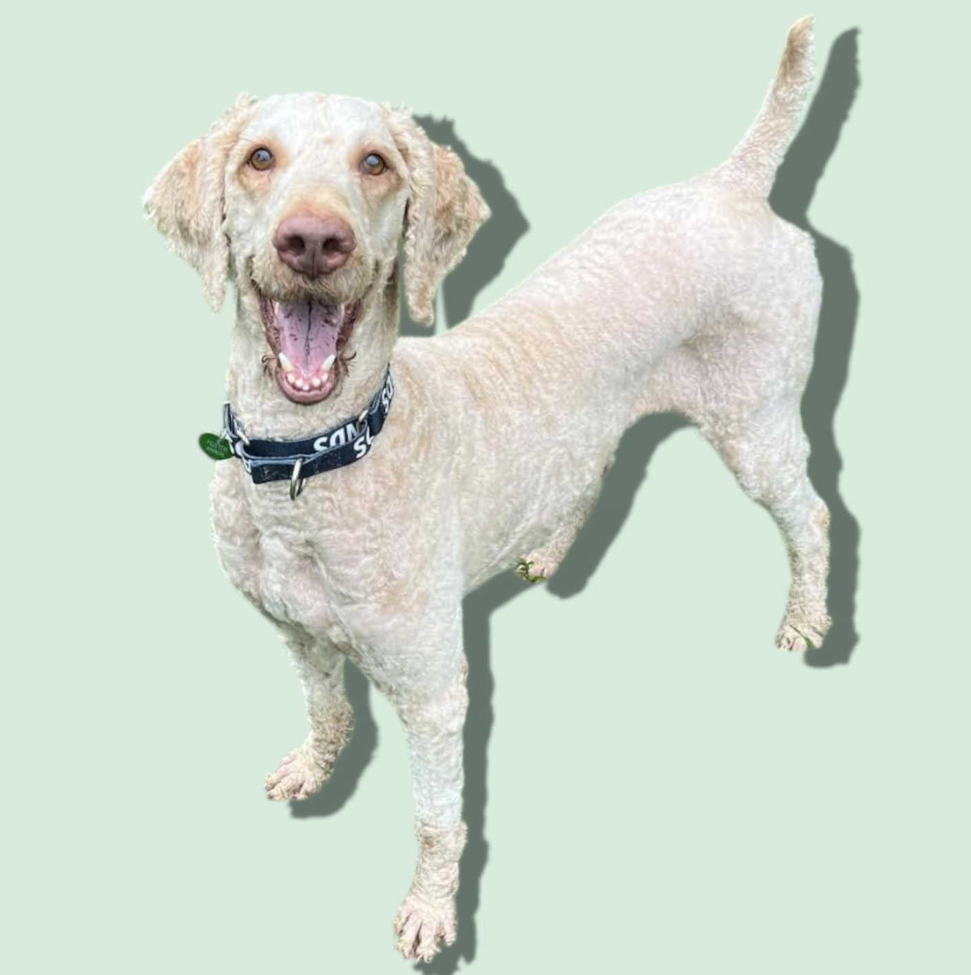 adoptable Dog in Rockville, MD named CHANCE