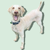 adoptable Dog in  named CHANCE