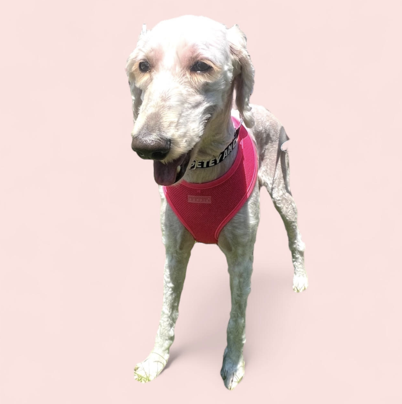 adoptable Dog in Rockville, MD named CASEY