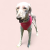 adoptable Dog in  named CASEY