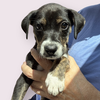 adoptable Dog in  named GREEK GOD LITTER: AURORA