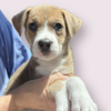 adoptable Dog in  named GREEK GOD LITTER: HERA