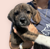 adoptable Dog in  named GREEK GOD LITTER: PERSEPHONE