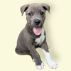 adoptable Dog in  named GREEK GOD LITTER: ARTEMIS