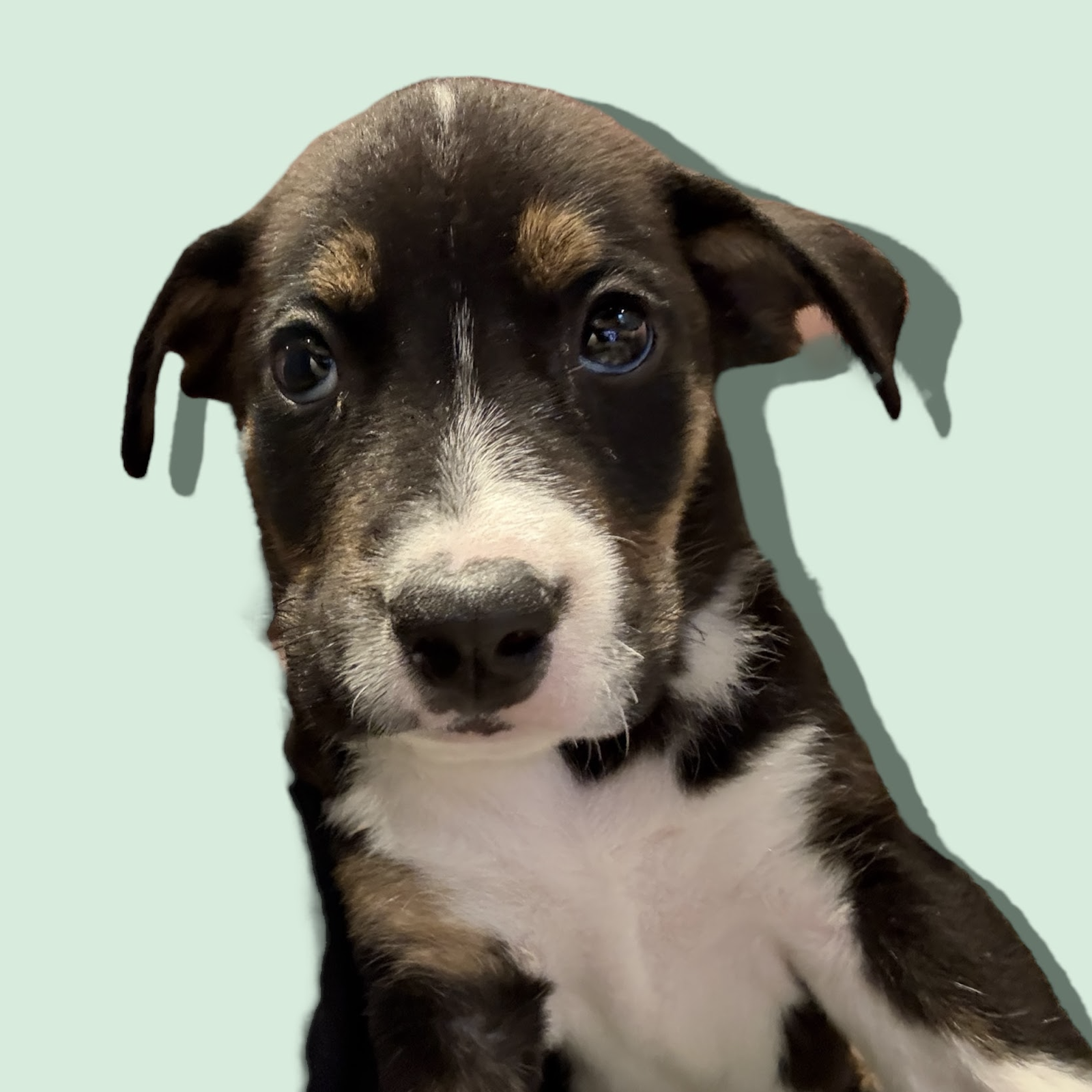 adoptable Dog in Rockville, MD named GREEK GOD LITTER: POSEIDON