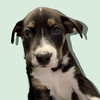 adoptable Dog in  named GREEK GOD LITTER: POSEIDON