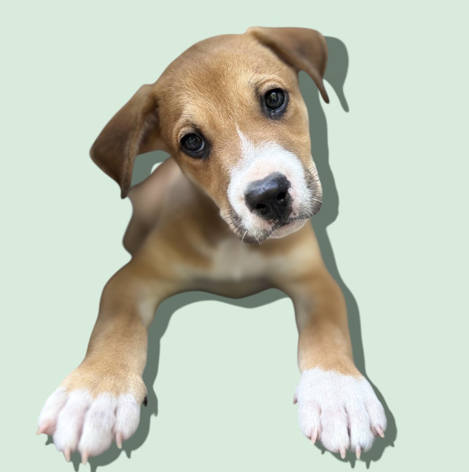adoptable Dog in Rockville, MD named GREEK GOD LITTER: HERCULES