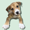 adoptable Dog in  named GREEK GOD LITTER: HERCULES