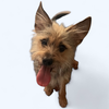 adoptable Dog in  named CHEWY