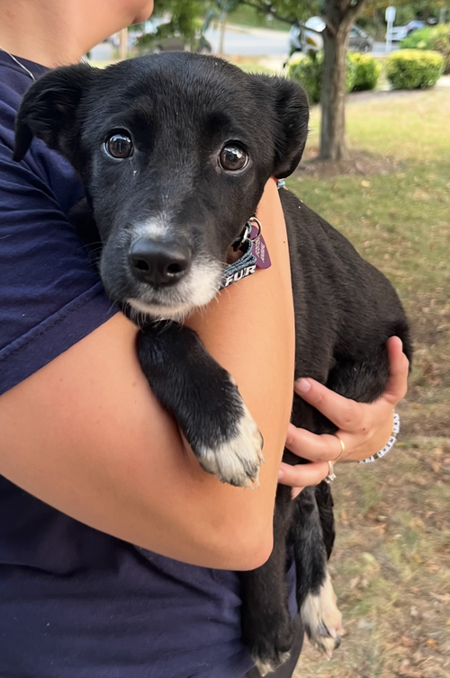 CAMBRIA - Shepherd available for adoption