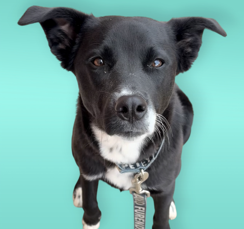 CAMBRIA, an adoptable Shepherd in Rockville, MD