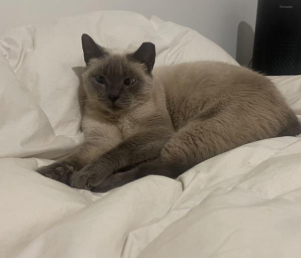 WILLOW