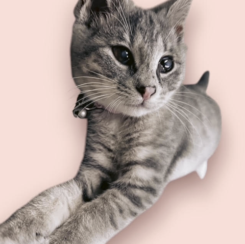 picture of the cat needing adoption
