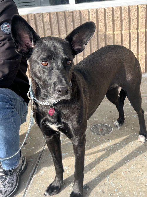 EVA - Shepherd available for adoption