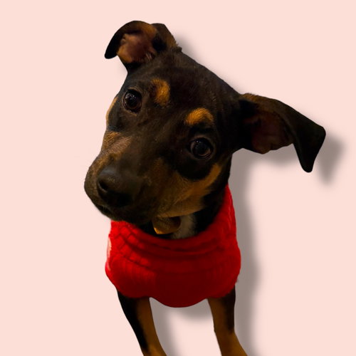 picture of the dog needing adoption