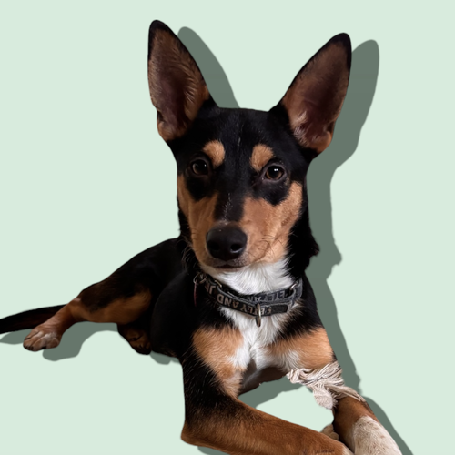 picture of the dog needing adoption