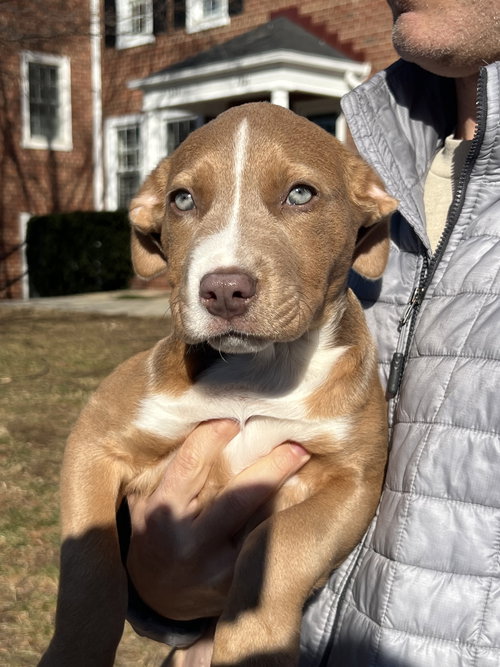 picture of the dog needing adoption