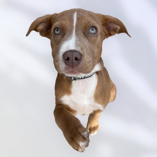 JOY, an adoptable Labrador Retriever in Rockville, MD