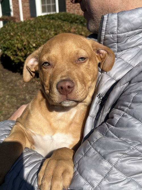 picture of the dog needing adoption