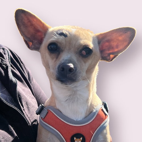 picture of the dog needing adoption