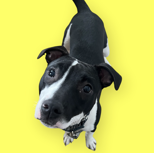 JUNIE, an adoptable Terrier in Rockville, MD
