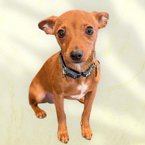 picture of the dog needing adoption