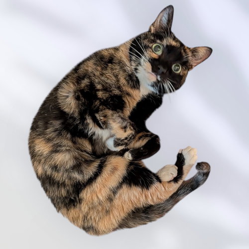 picture of the cat needing adoption