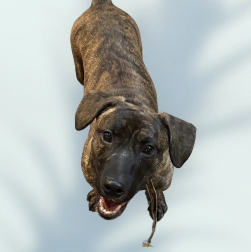 picture of the dog needing adoption