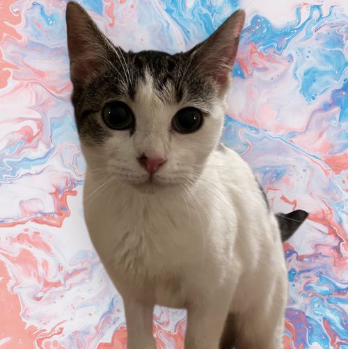 SWEETPEA, Baby Domestic Short Hair / Mixed (short coat), cat for adoption in Manassas, Virginia