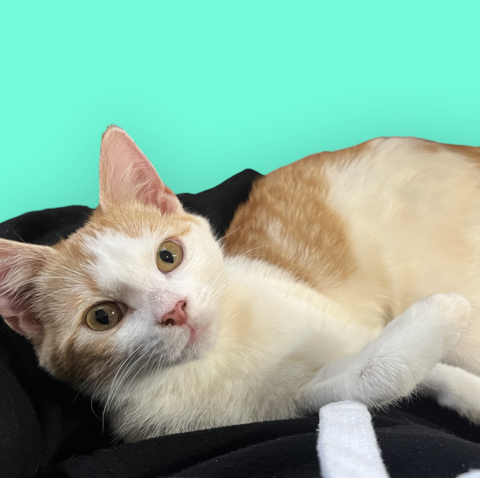 SHERBERT
