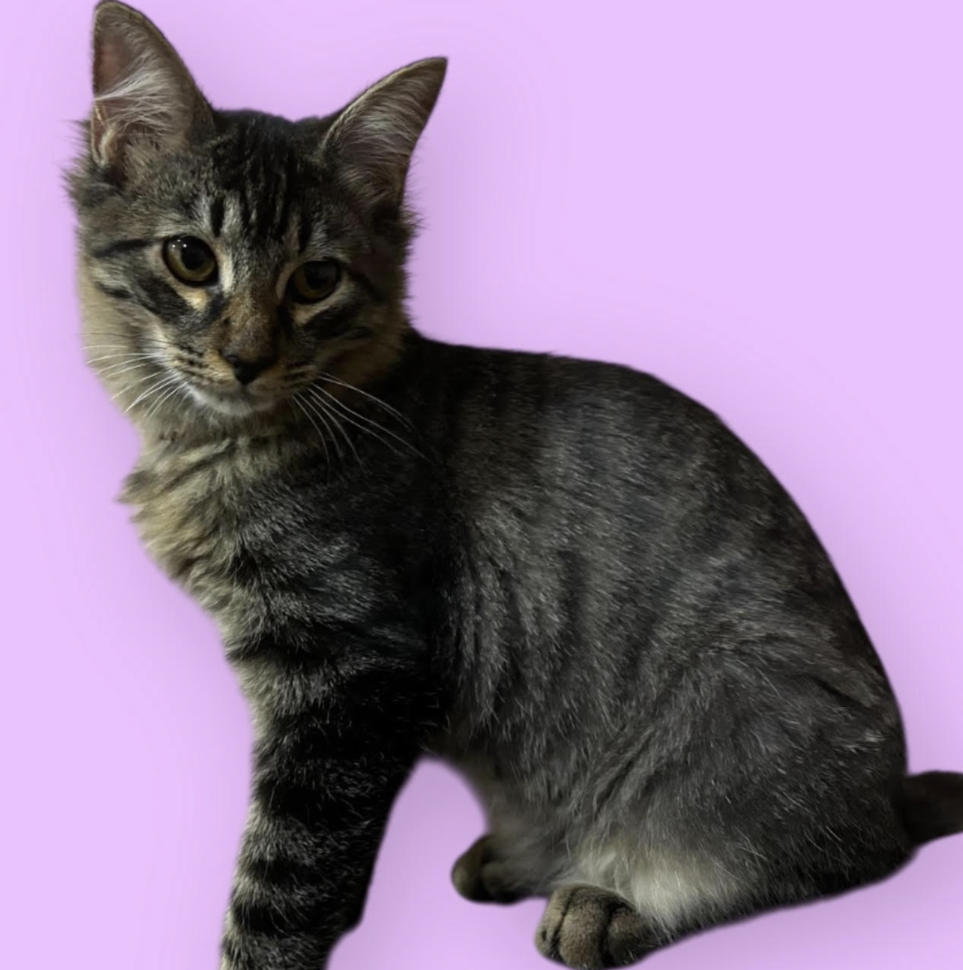 KODA