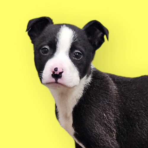 picture of the dog needing adoption