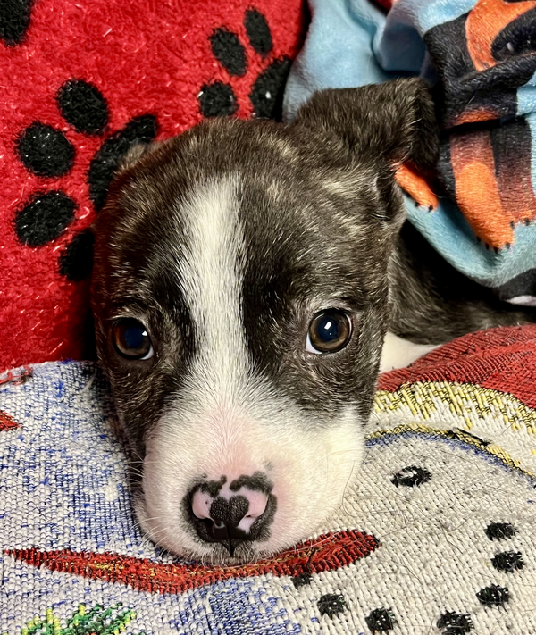 OSWALD