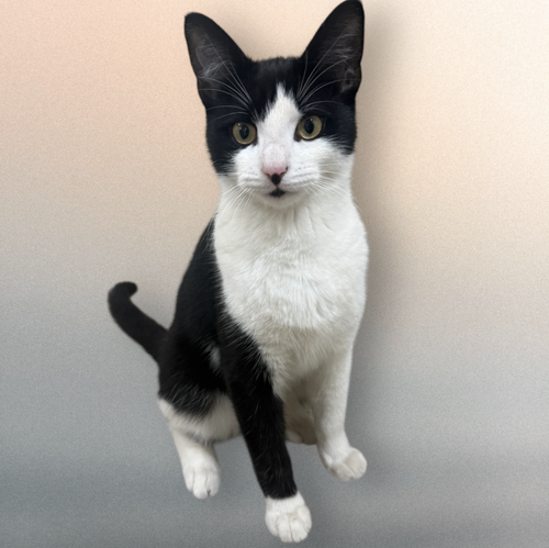 ZIGGY, an adoptable Domestic Short Hair in Rockville, MD